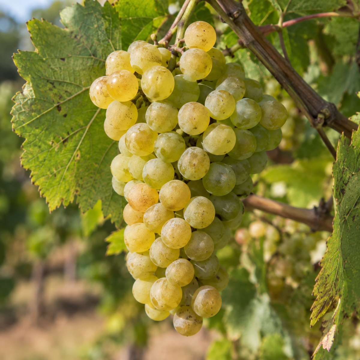 Rebsorte Viognier