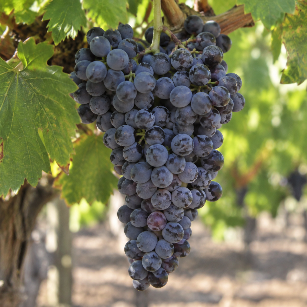 Rebsorte Zinfandel