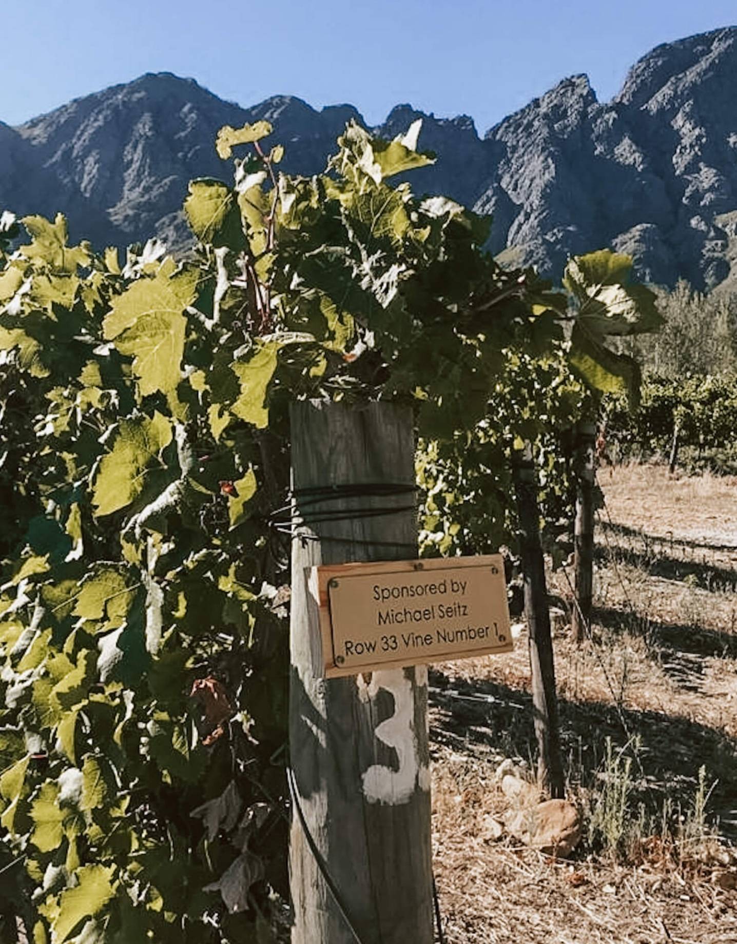 Rebstockpatenschaft bei Holden Manz