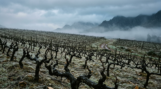 Chenin Blanc Südafrika: Woher kommt er und wo wächst er am Kap? - Winter vines - bare gnarled trunks in rows across misty frost-covered soil