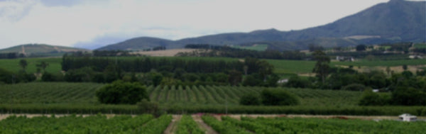 Beau Constantia