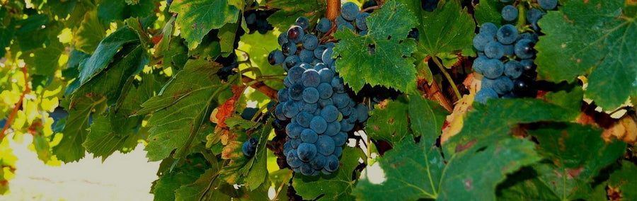 Cabernet Sauvignon
