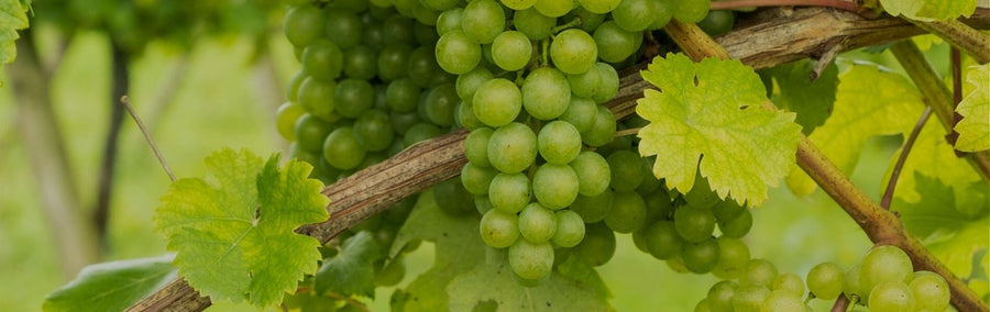 Chardonnay