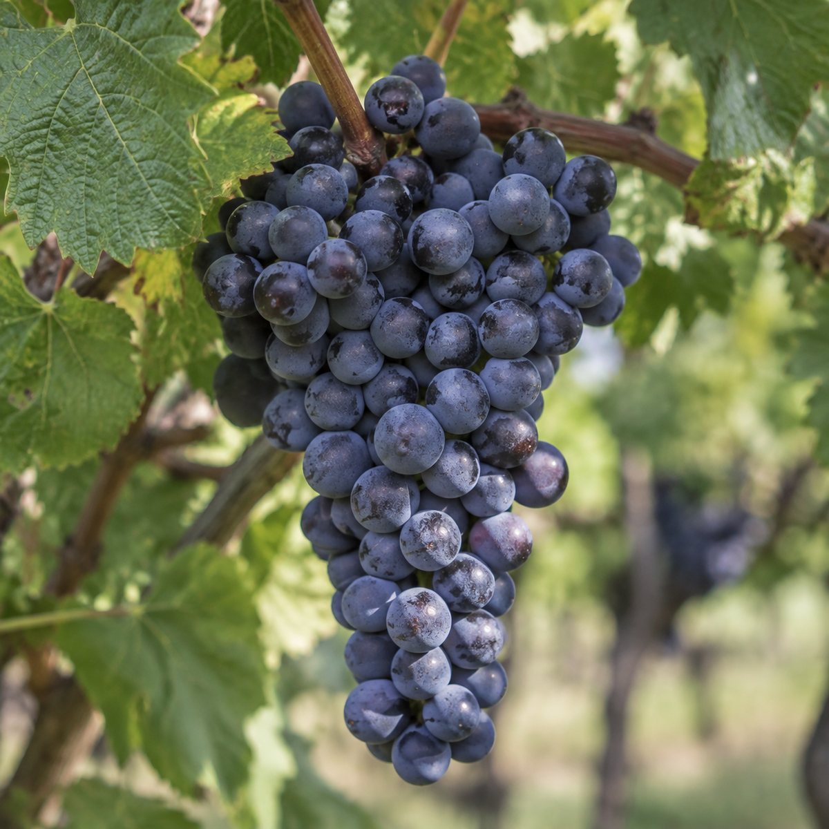 Rebsorte 100% Barbera