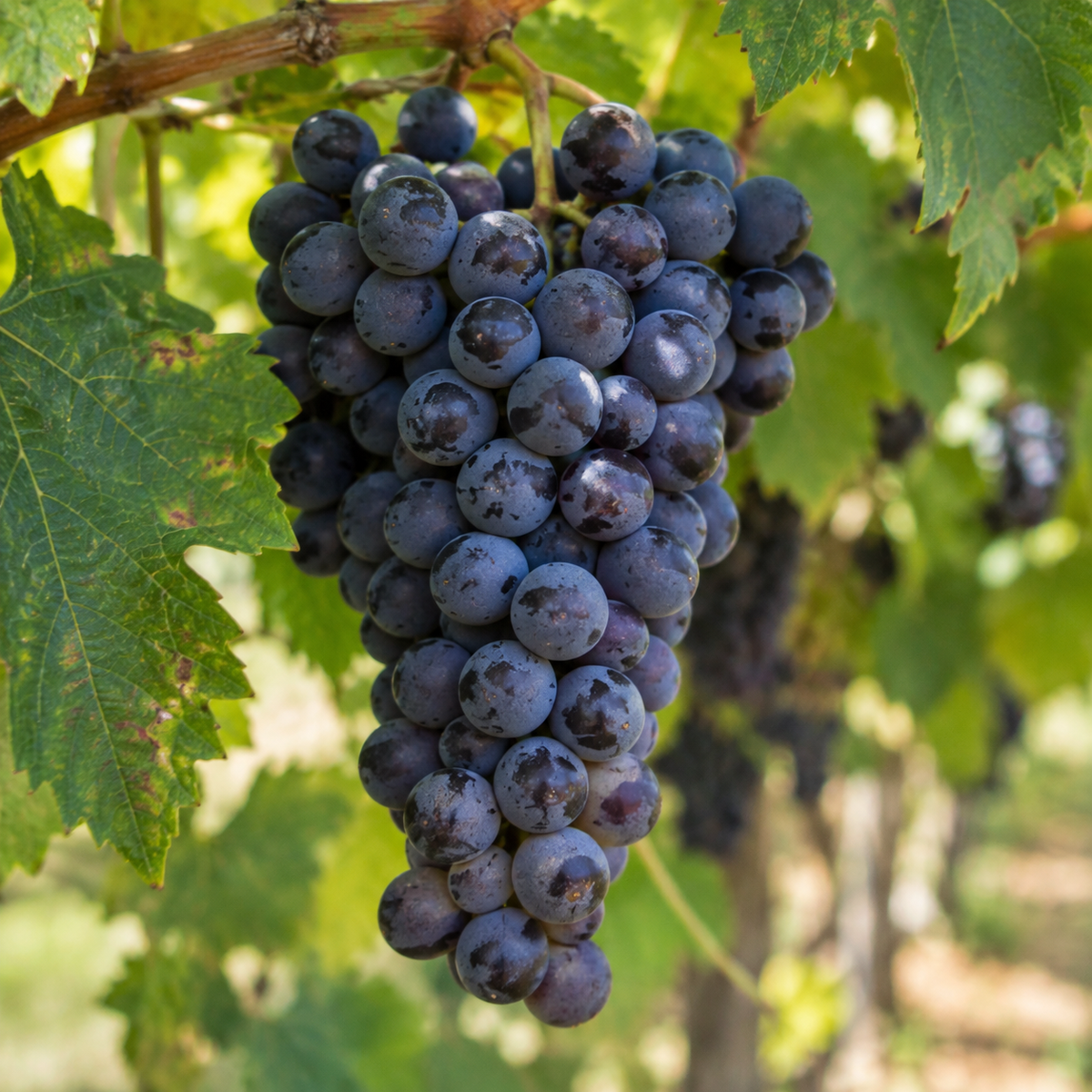 Rebsorte 100% Cabernet Franc
