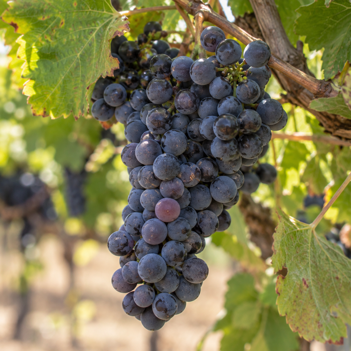 Rebsorte 100% Zinfandel