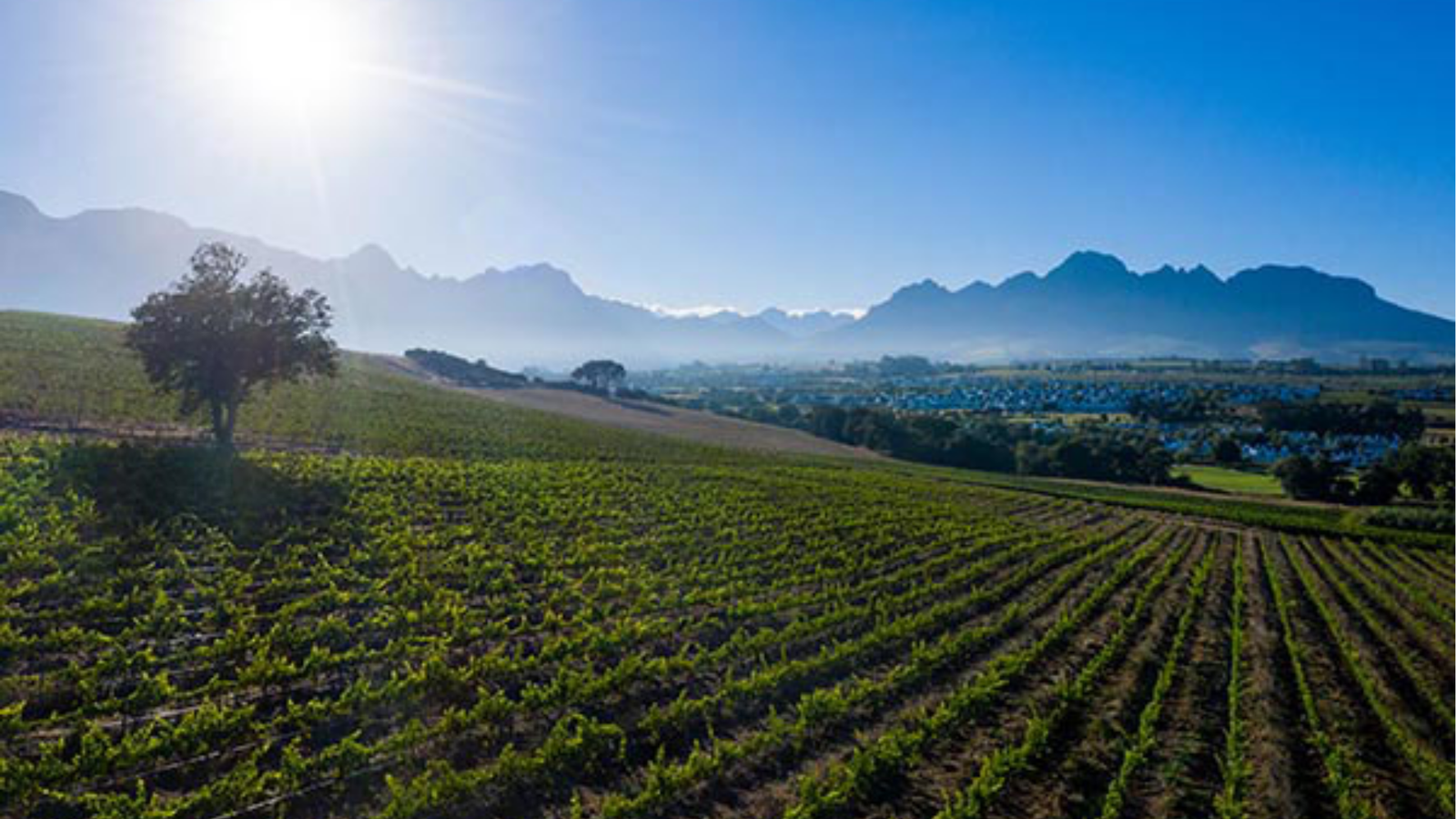 winery-kleine-zalze