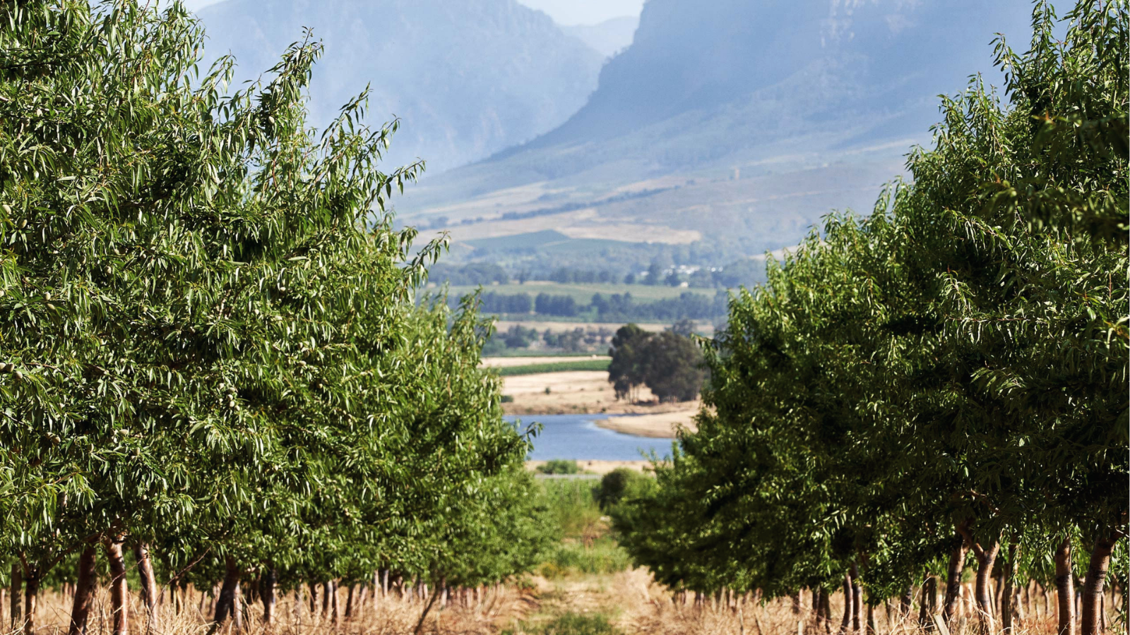 winery-vondeling