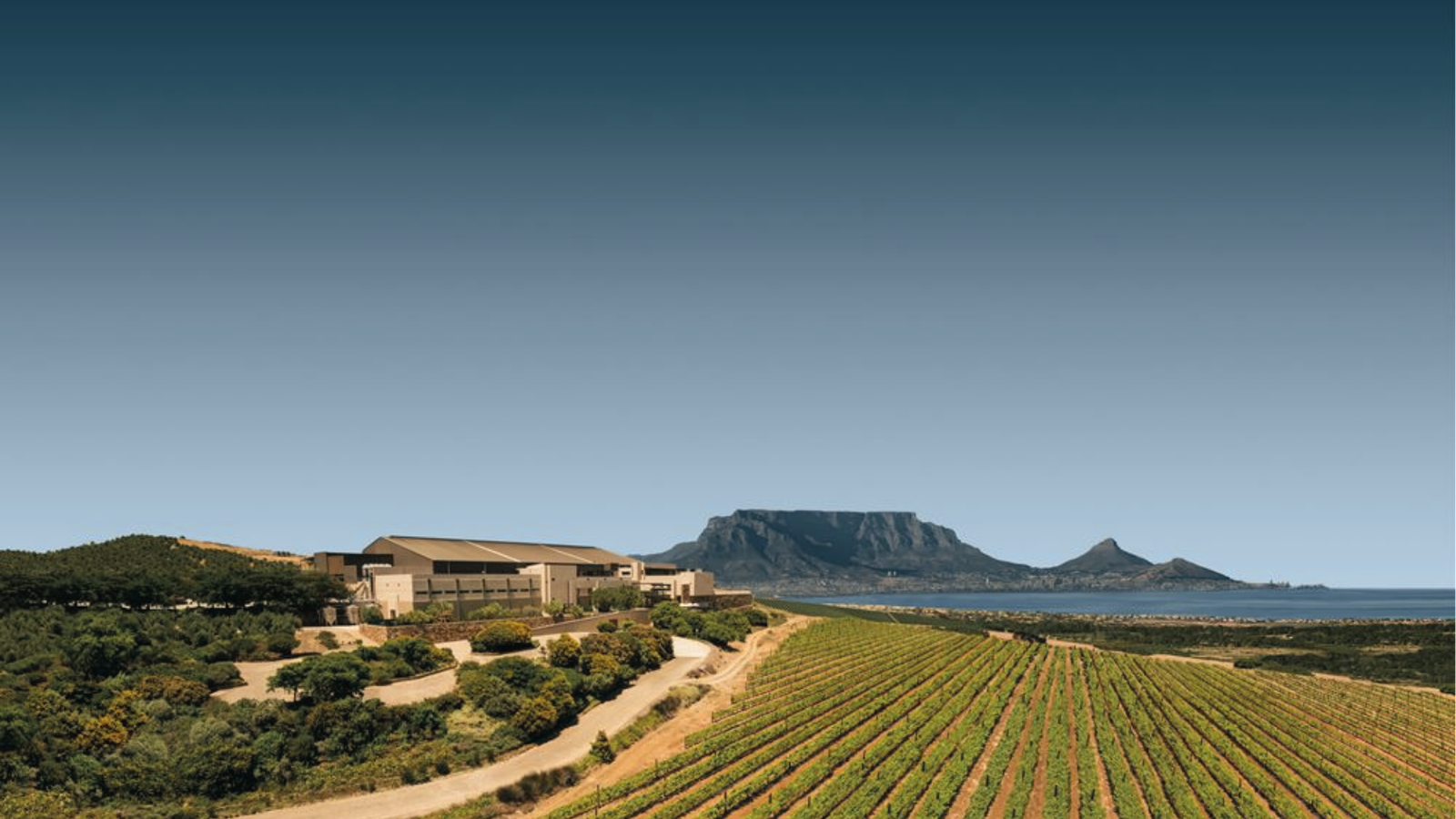 winery-durbanville-hills