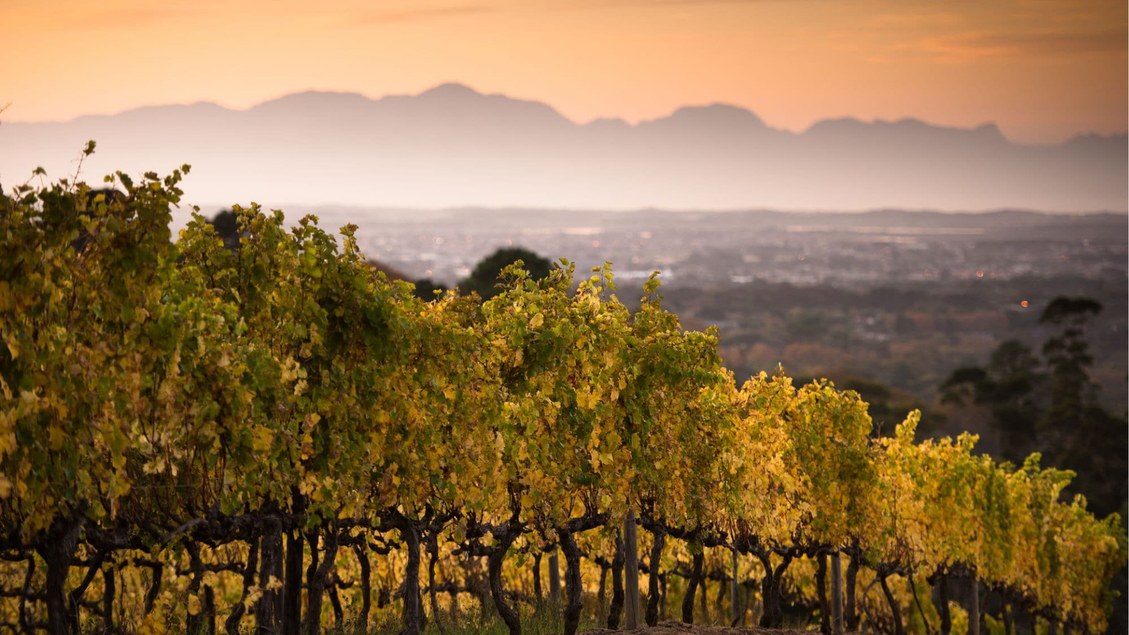 winery-constantia-glen