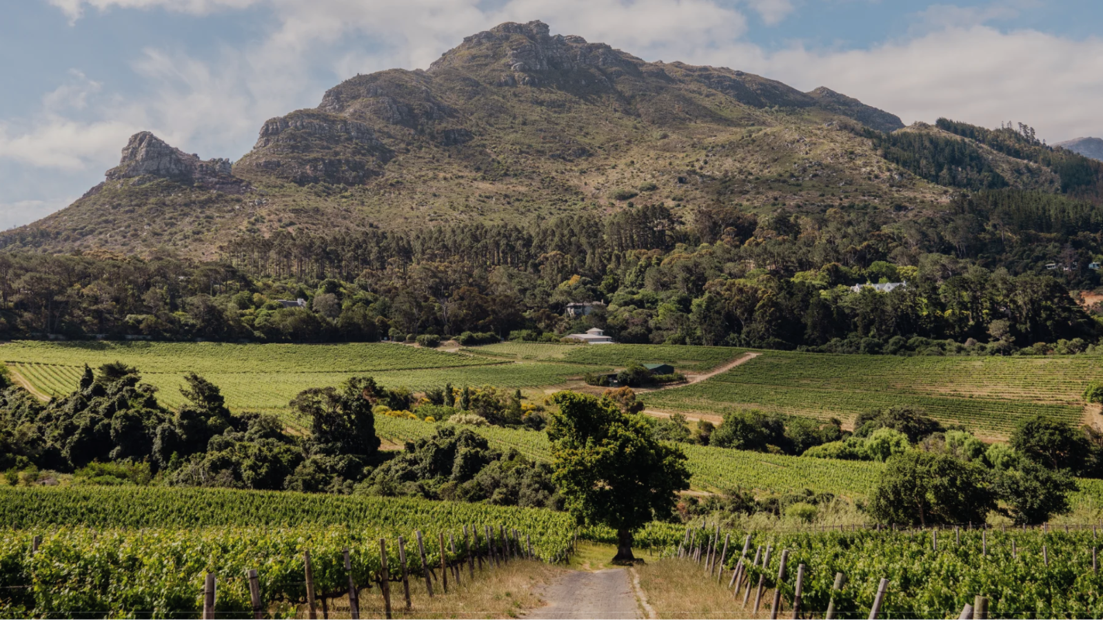 winery-constantia-glen