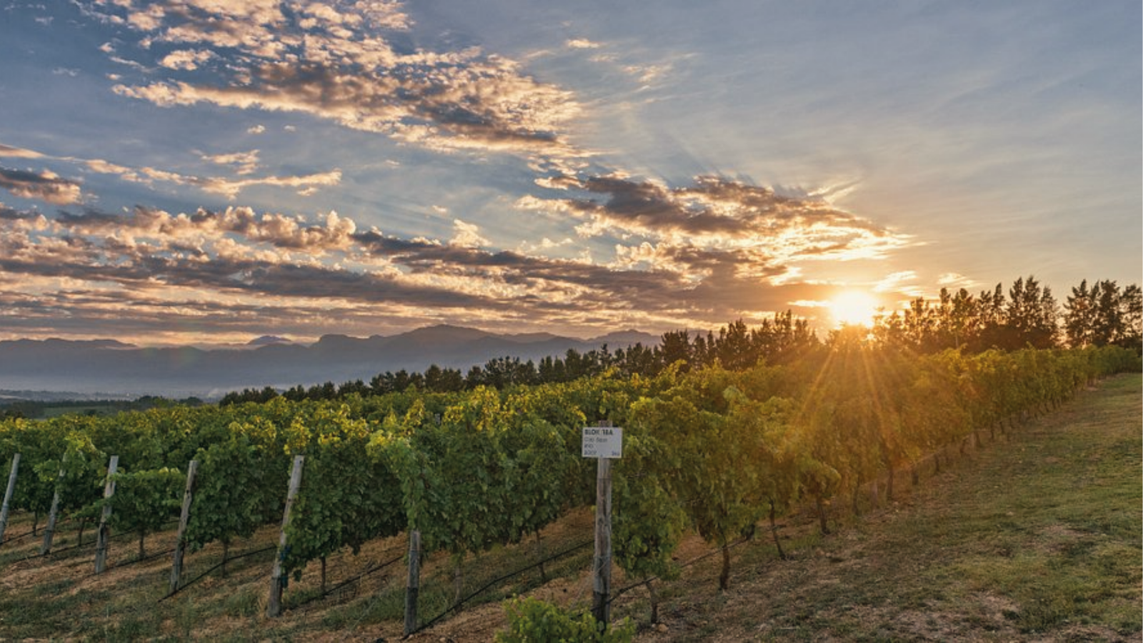 winery-glen-carlou