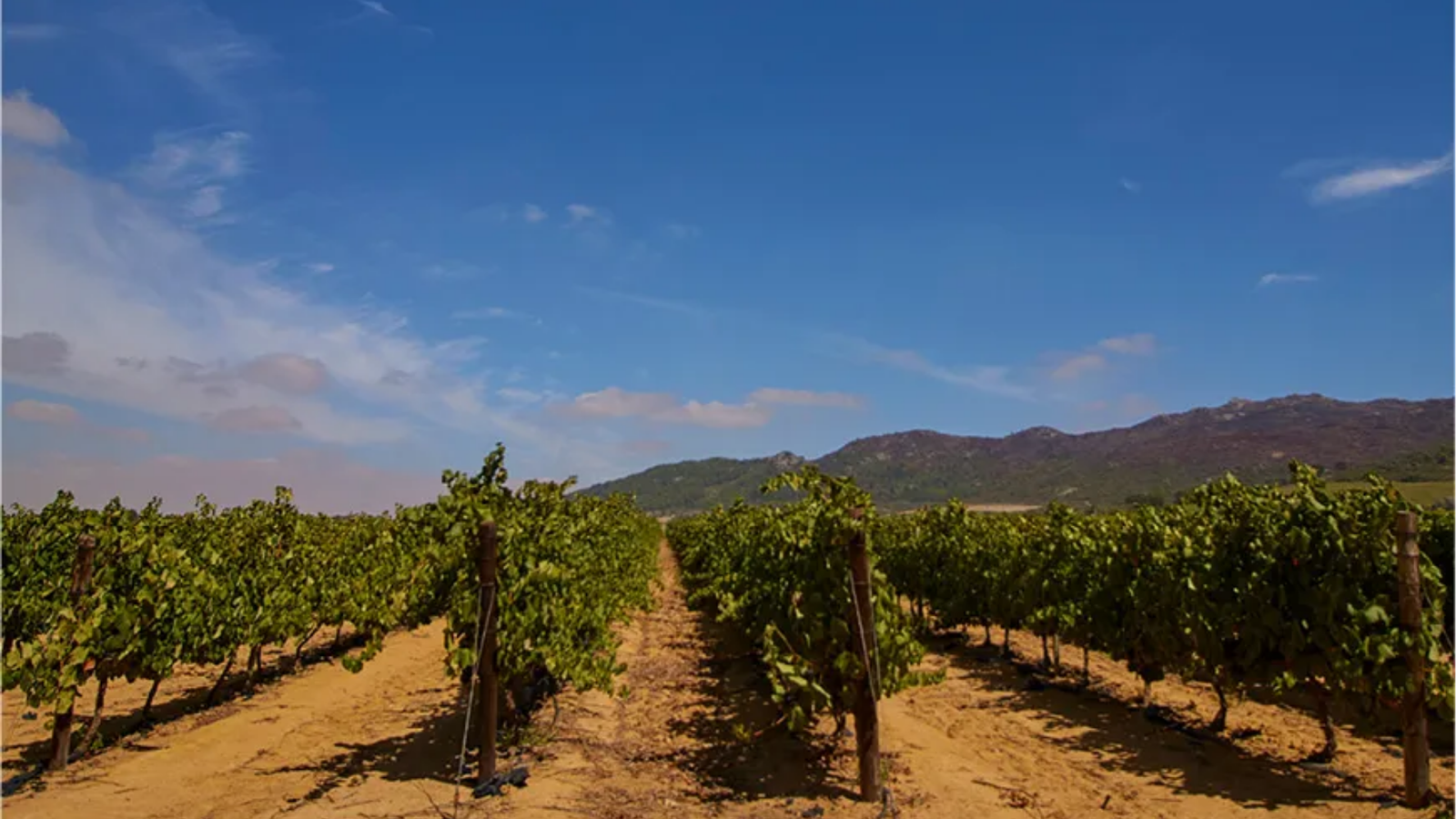 winery-bellingham