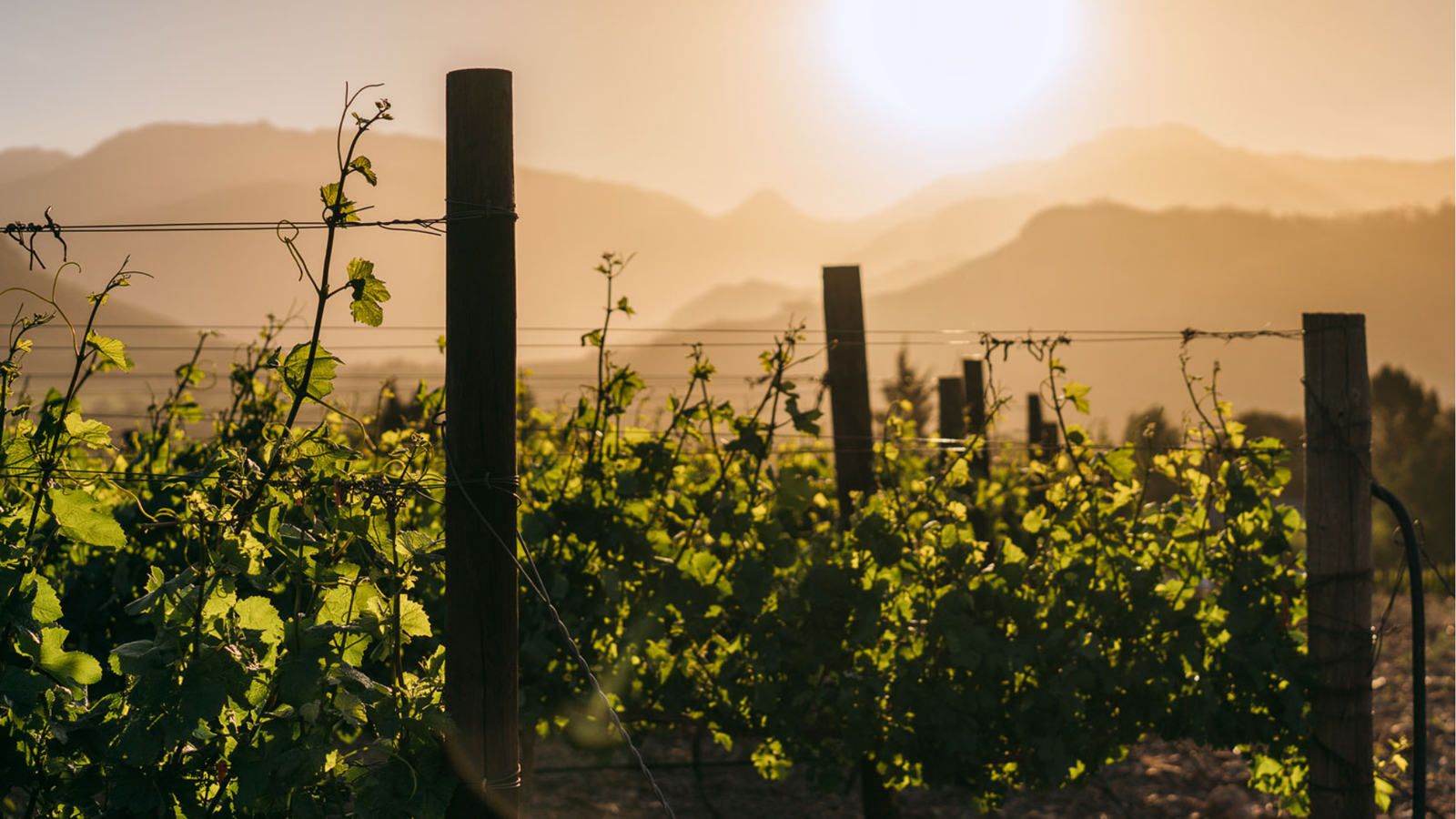 winery-haute-cabriere