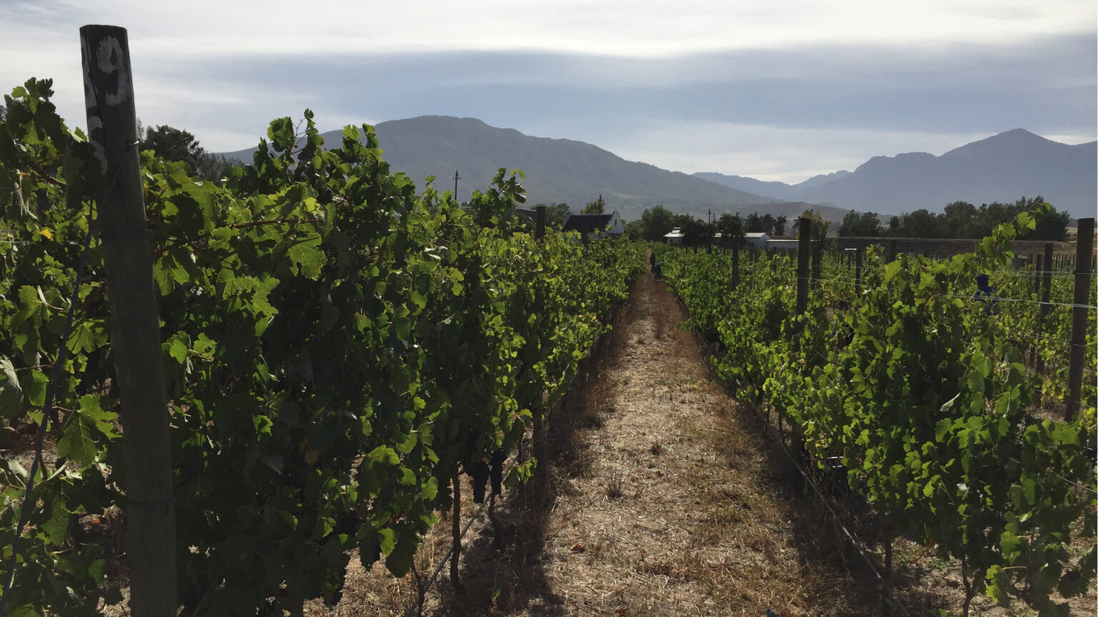 winery-jacaranda