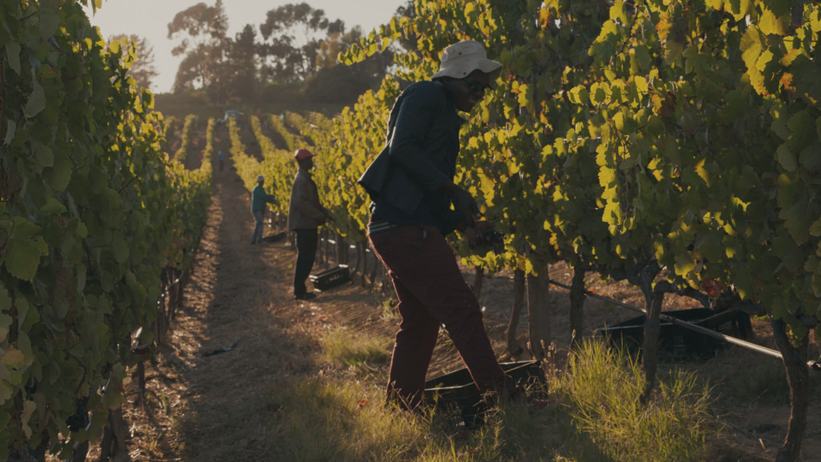 winery-marianne