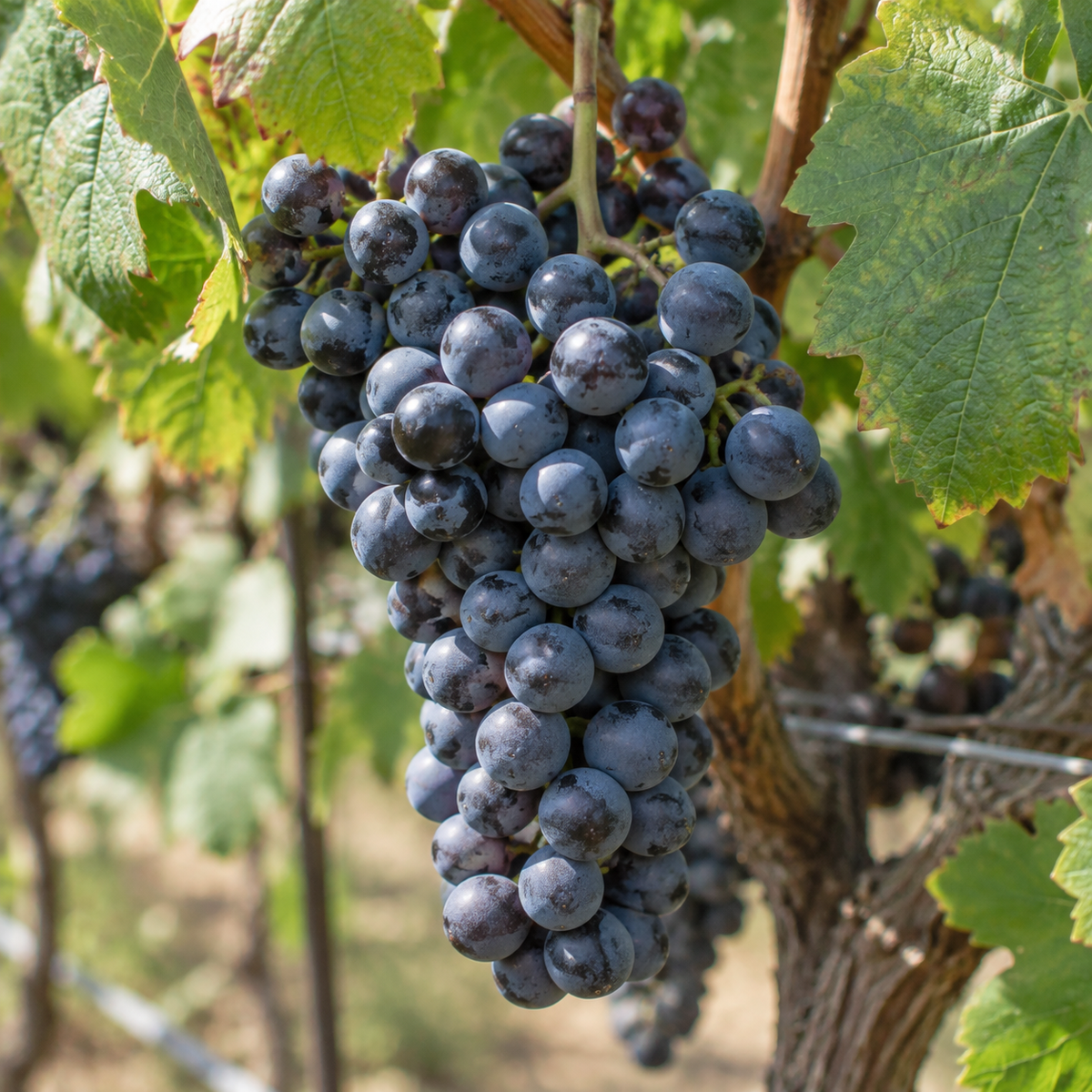 Rebsorte Cabernet Franc