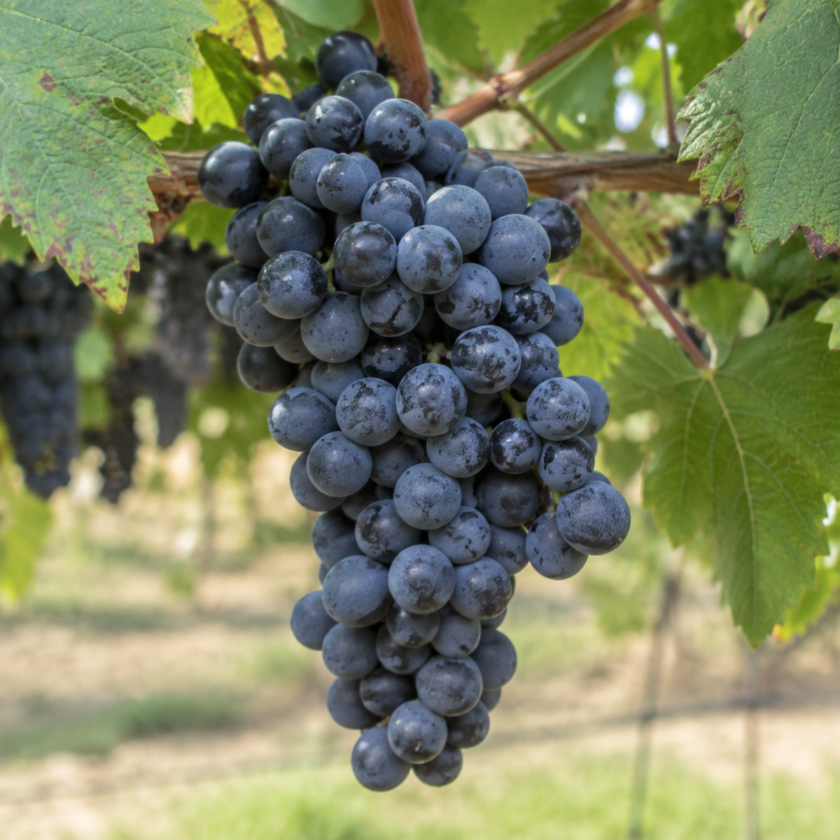 Rebsorte Cabernet Franc