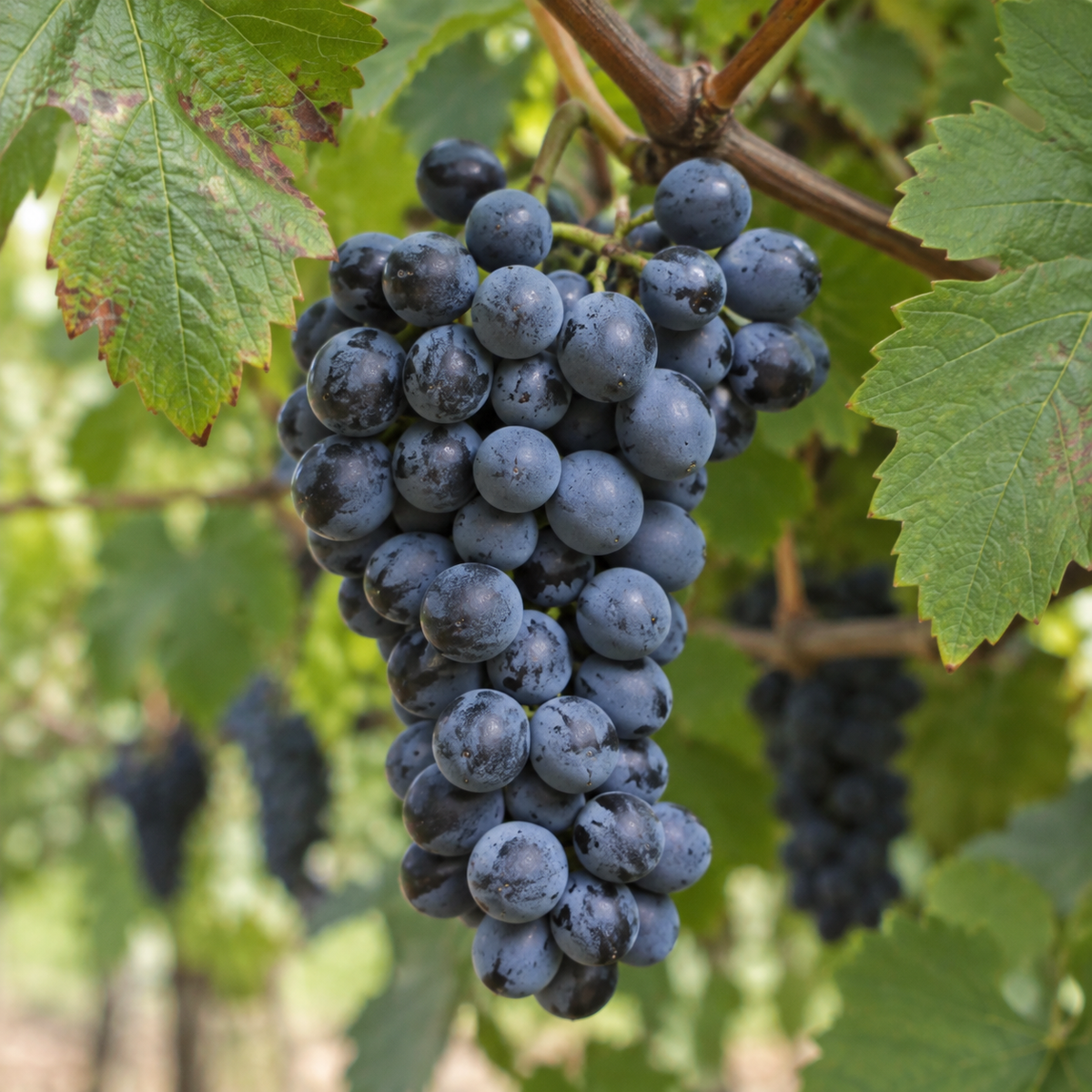 Rebsorte Cabernet Franc