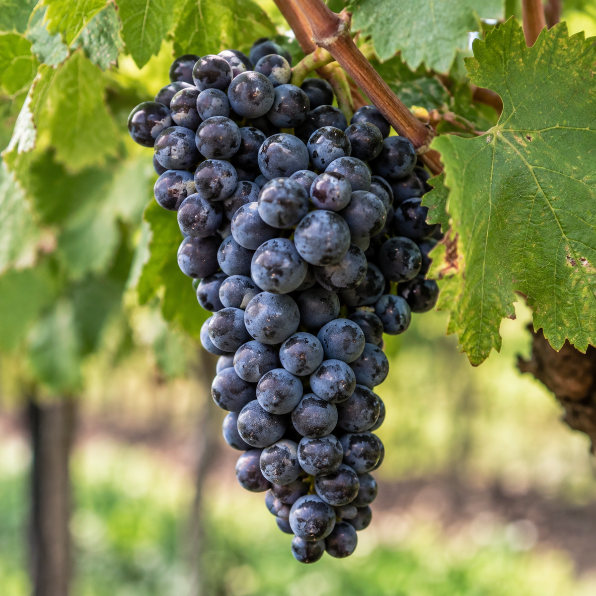 Rebsorte Cabernet Franc