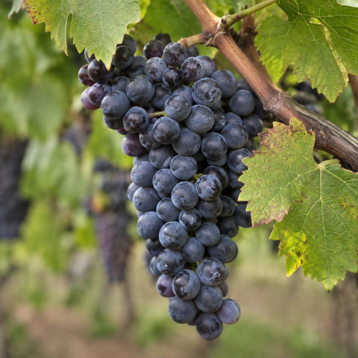Rebsorte Cabernet Franc
