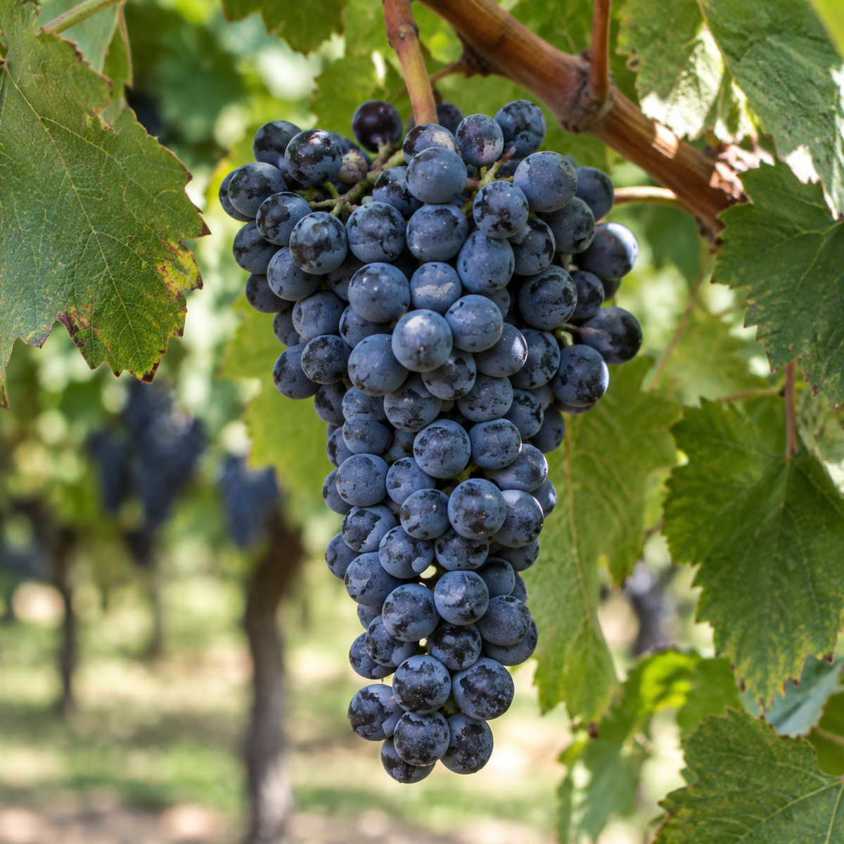 Rebsorte Cabernet Sauvignon