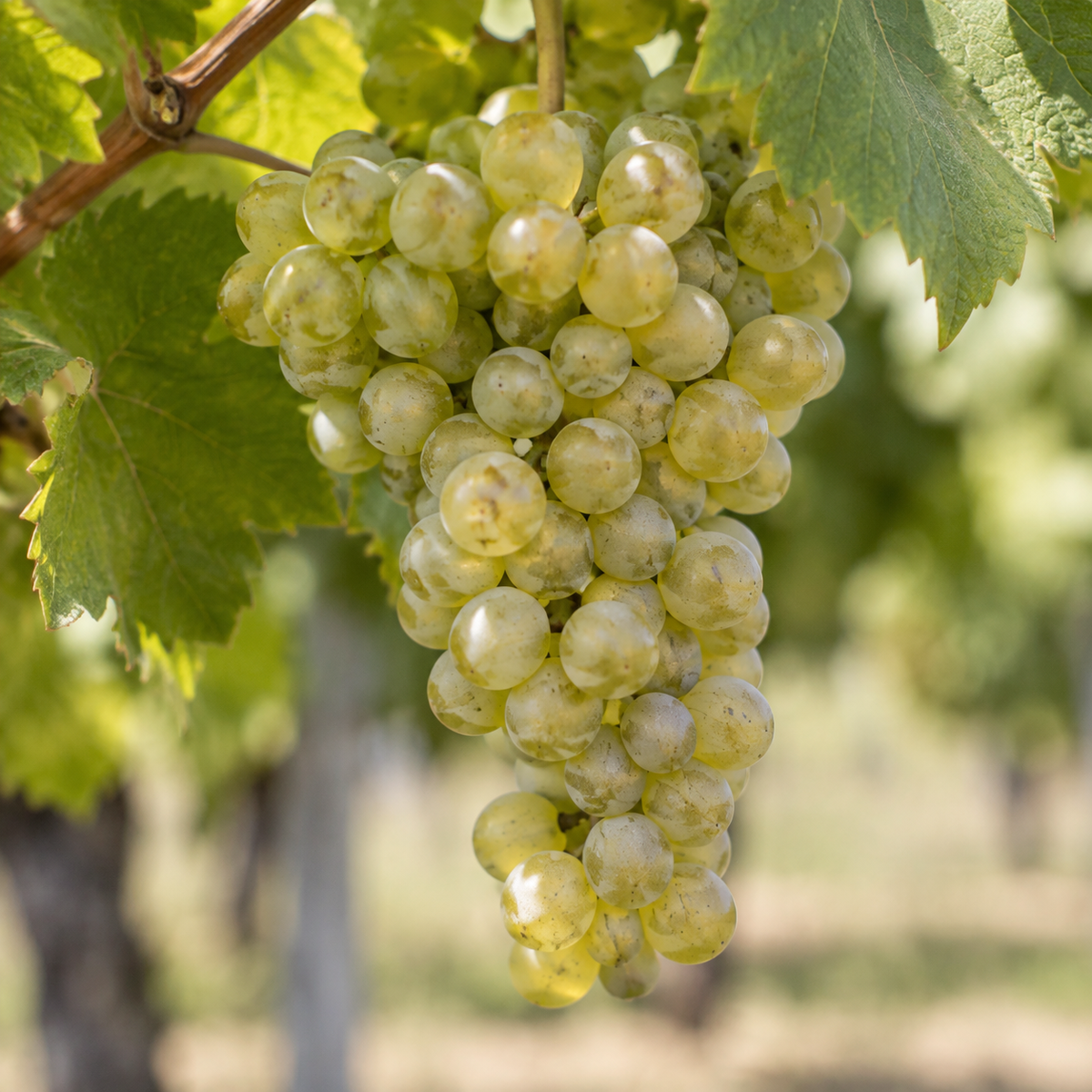Rebsorte Chenin Blanc