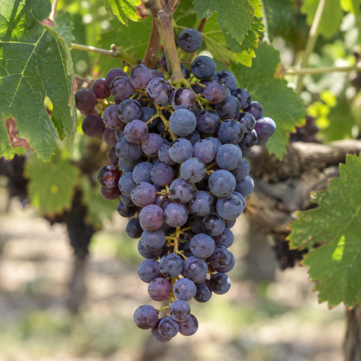 Rebsorte Cinsault