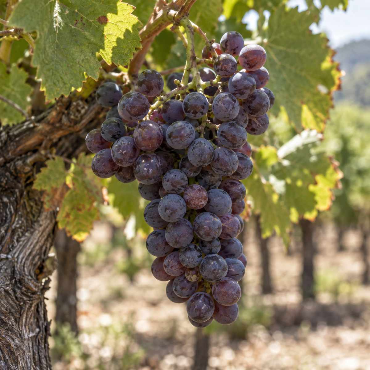 Rebsorte Cinsault