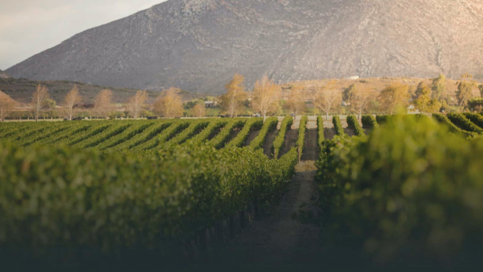 winery-graham-beck