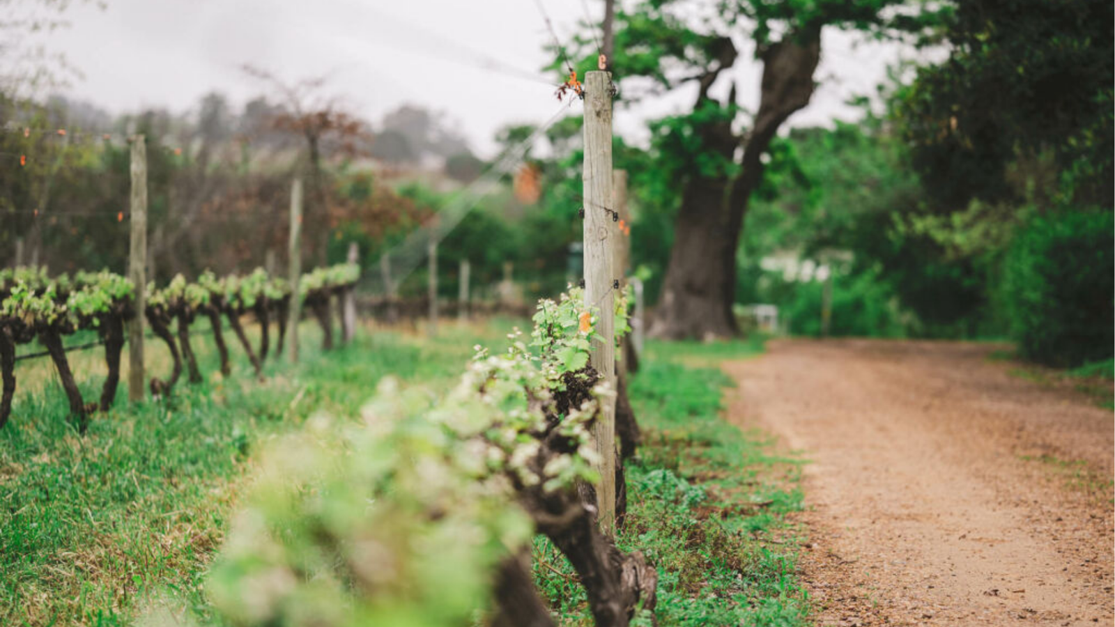 winery-ken-forrester
