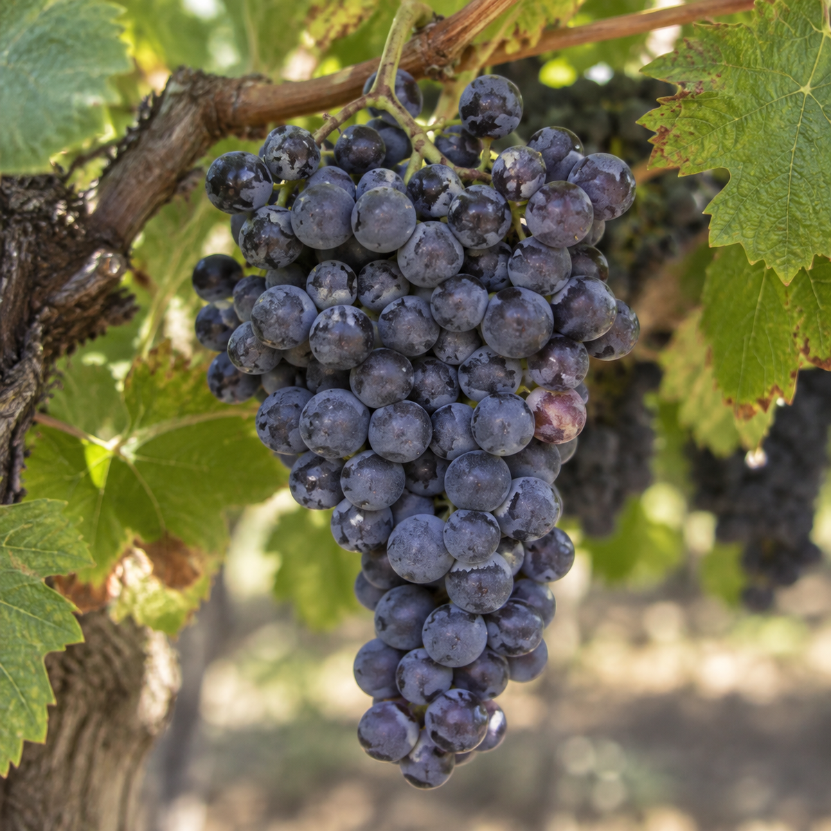Rebsorte Grenache