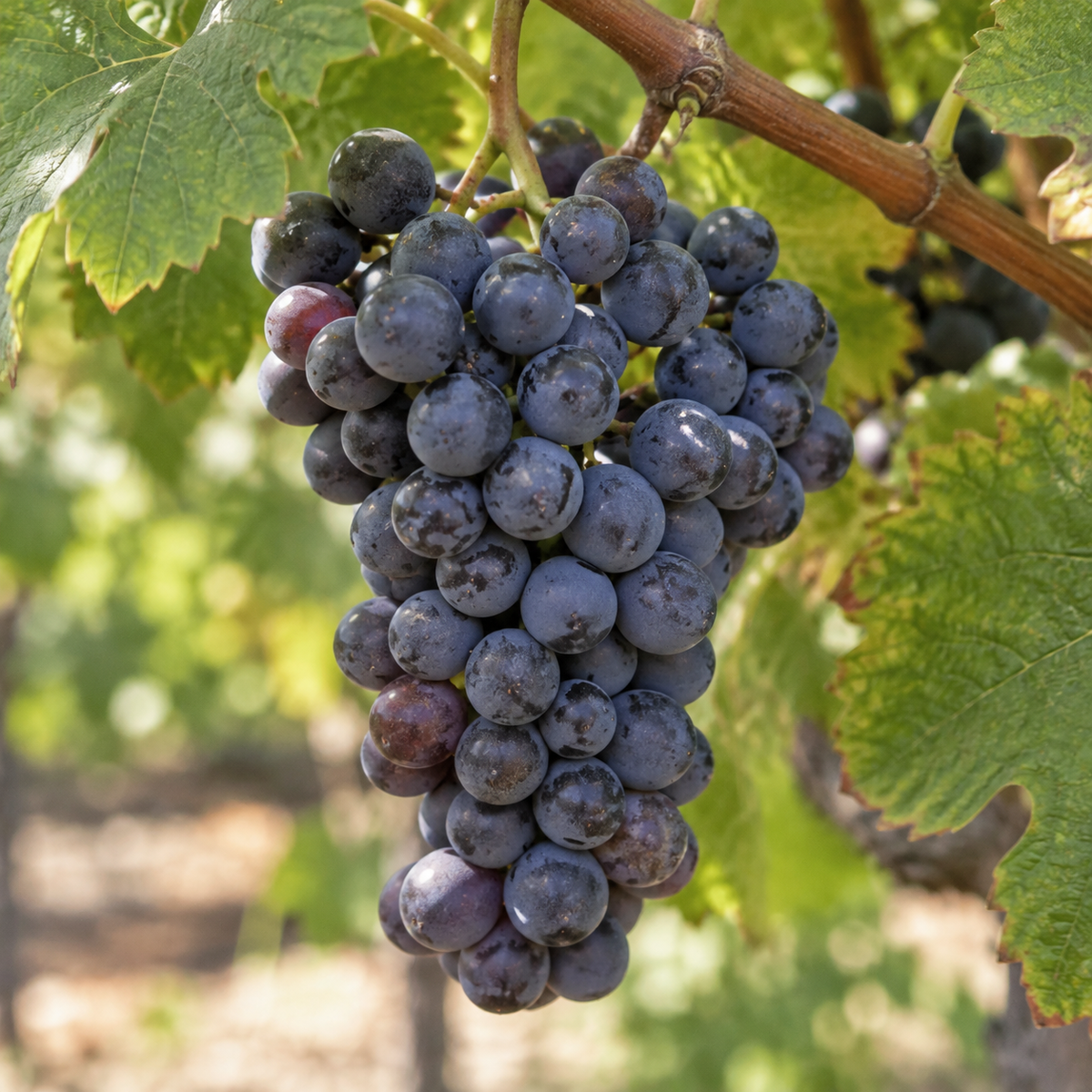 Rebsorte Grenache Noir
