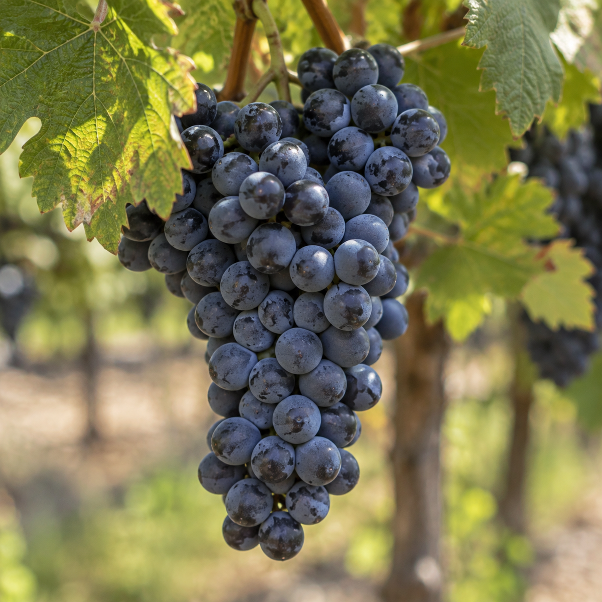 Rebsorte Malbec
