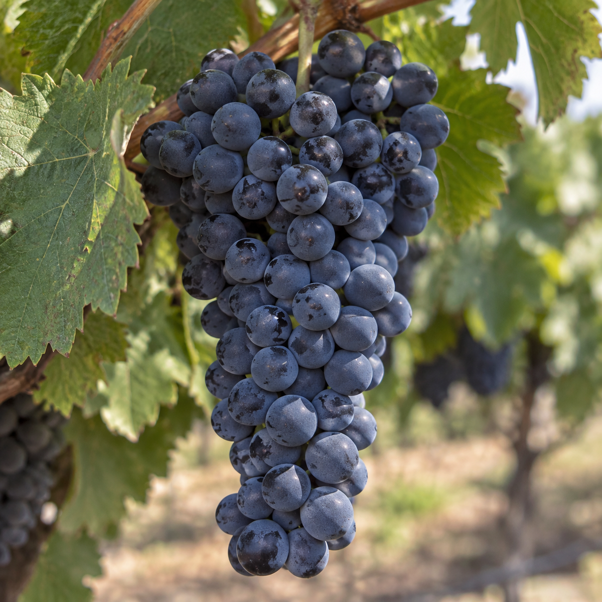 Rebsorte Malbec