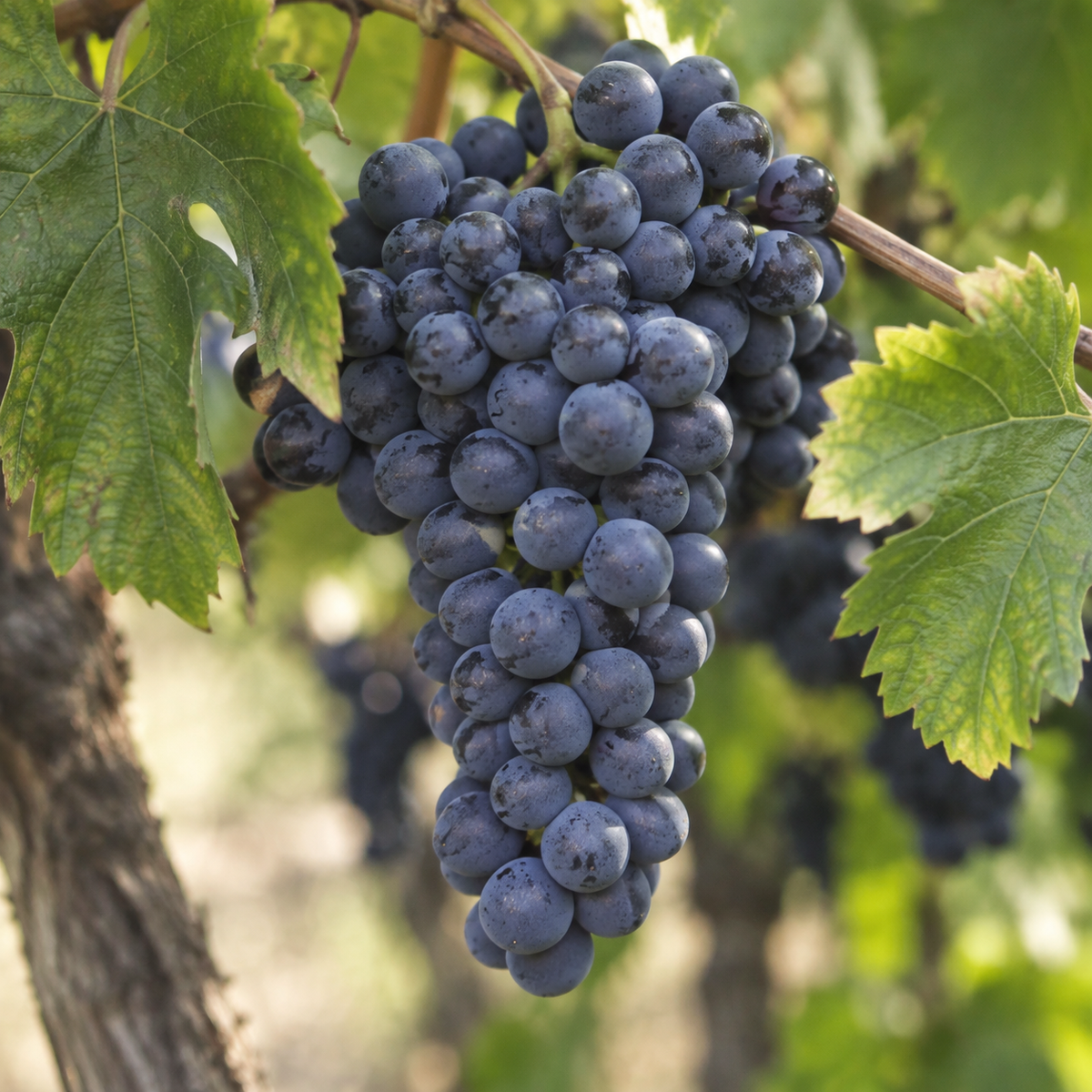 Rebsorte Malbec
