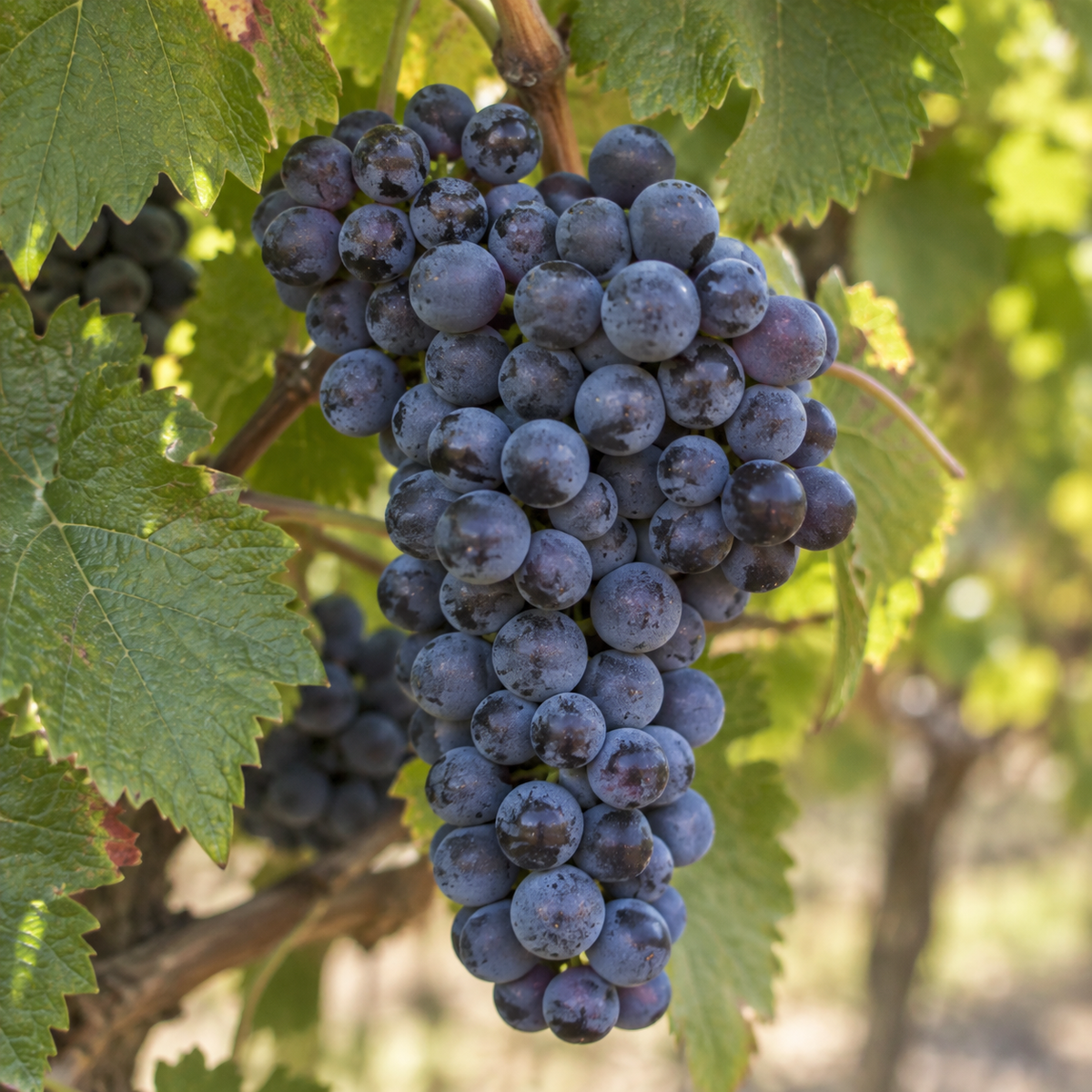 Rebsorte Malbec