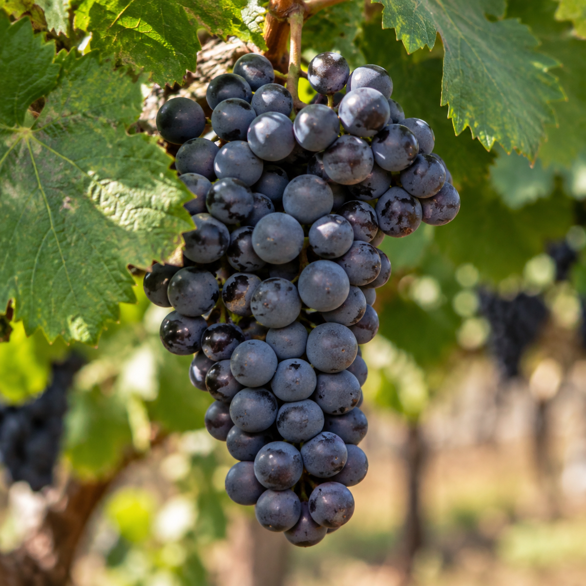 Rebsorte Malbec