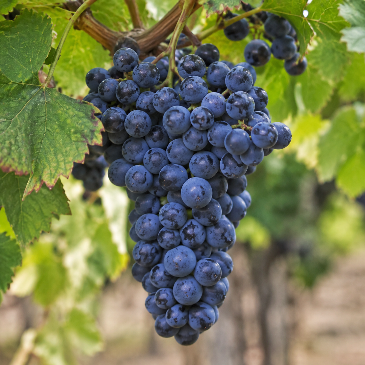 Rebsorte Malbec