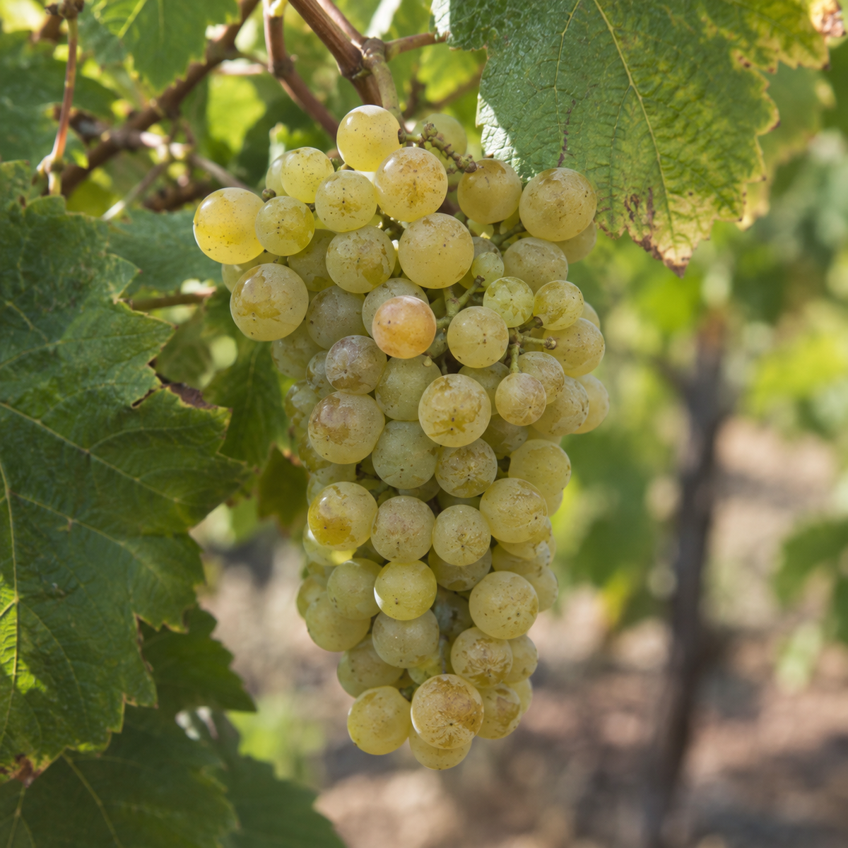 Rebsorte Marsanne