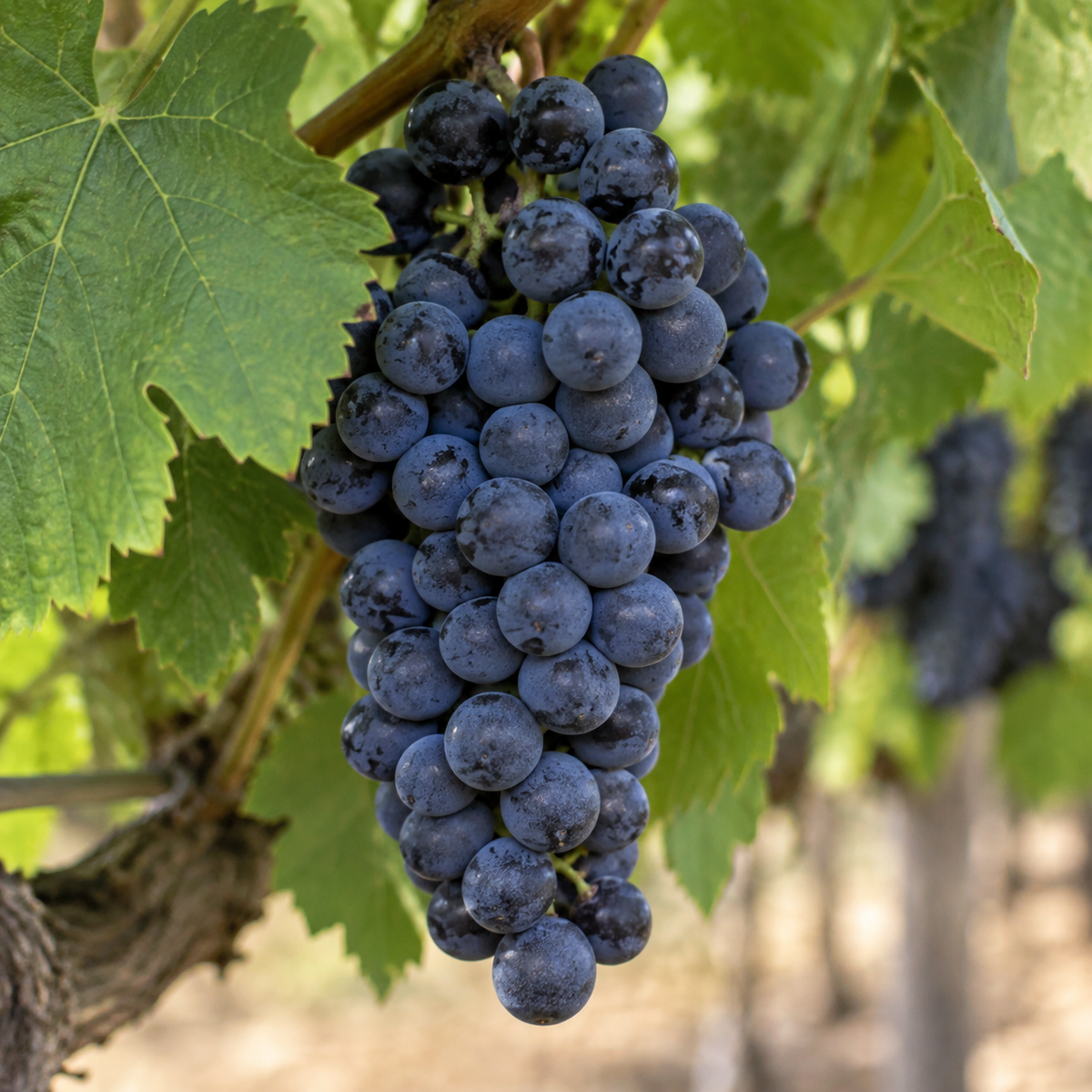 Rebsorte Merlot