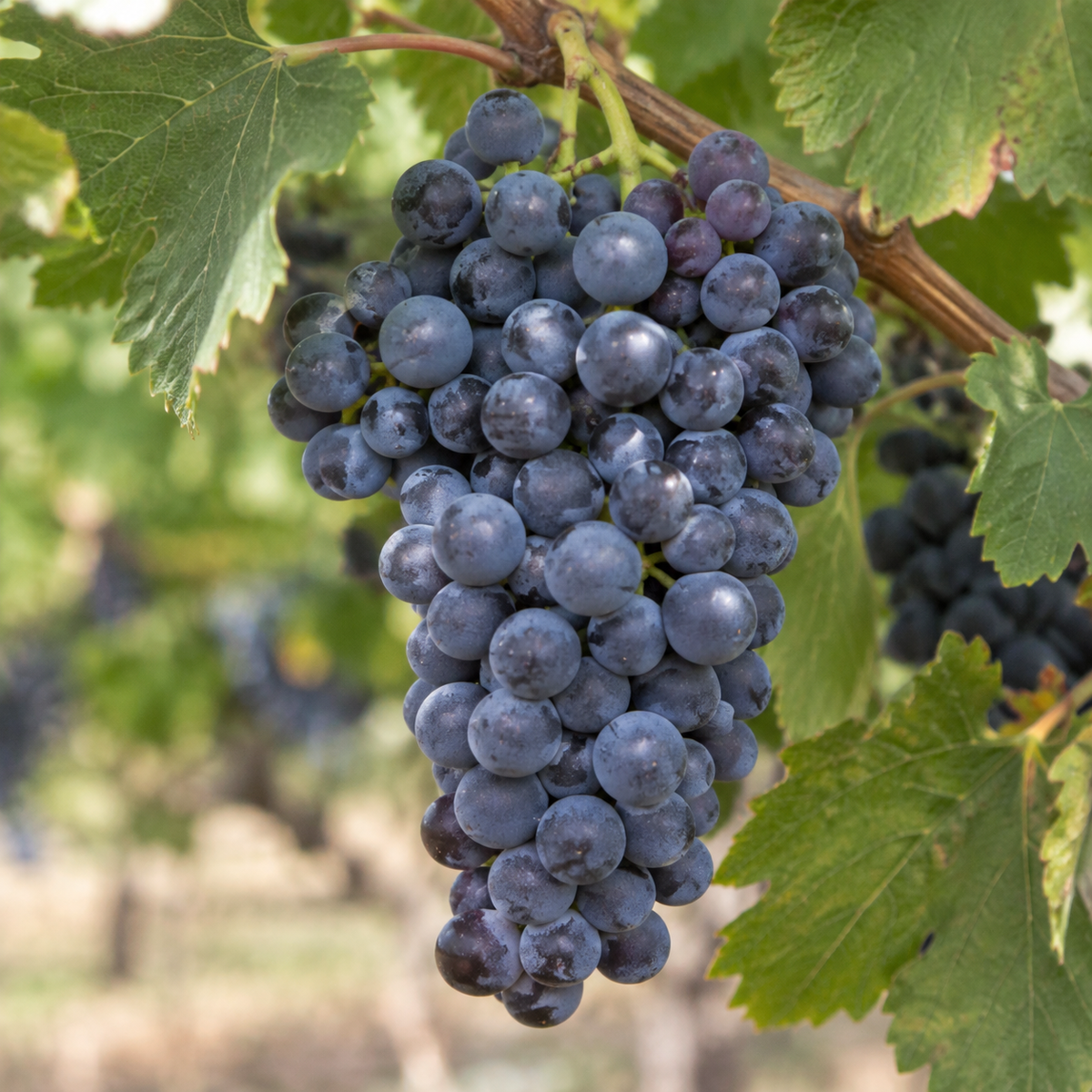 Rebsorte Merlot