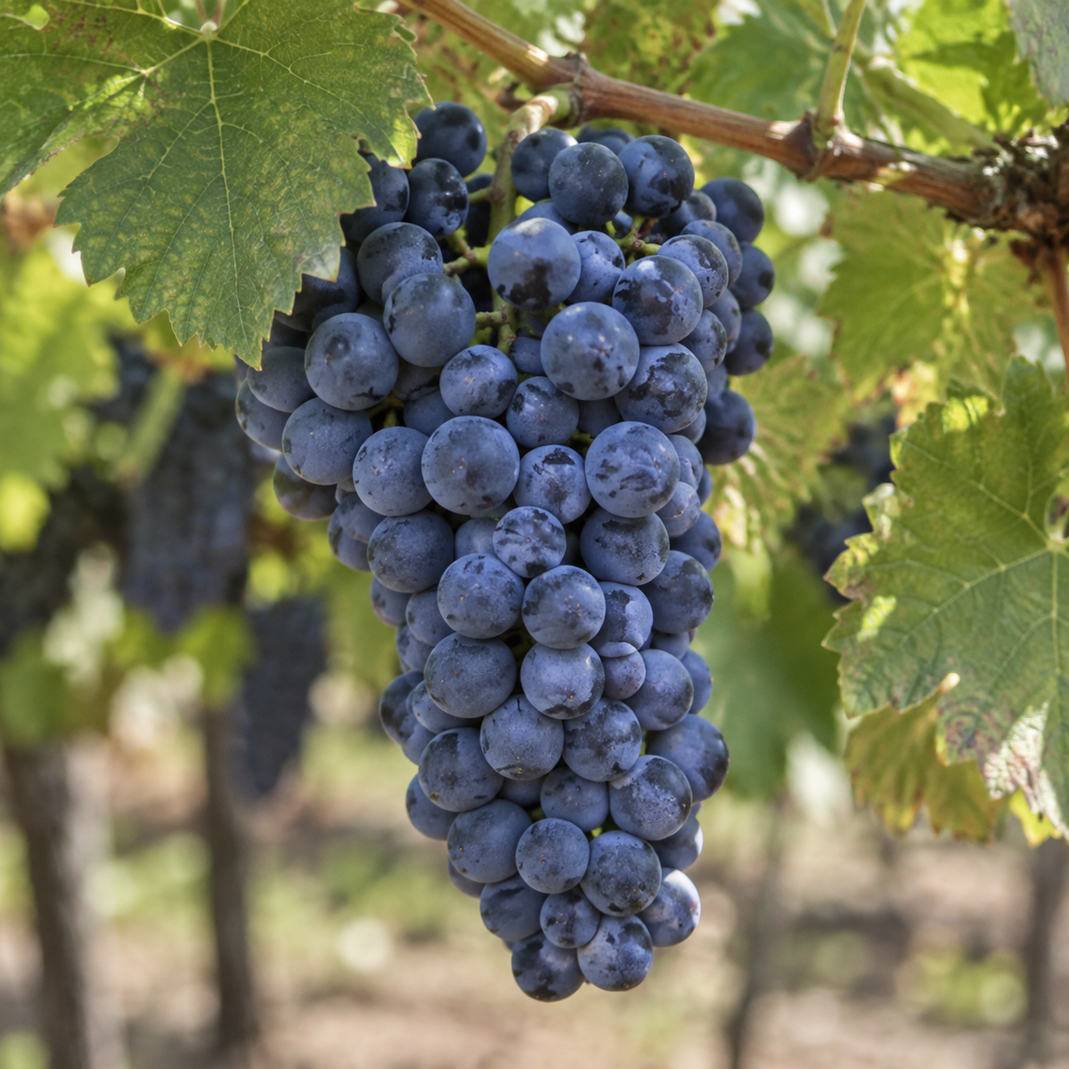 Rebsorte Merlot