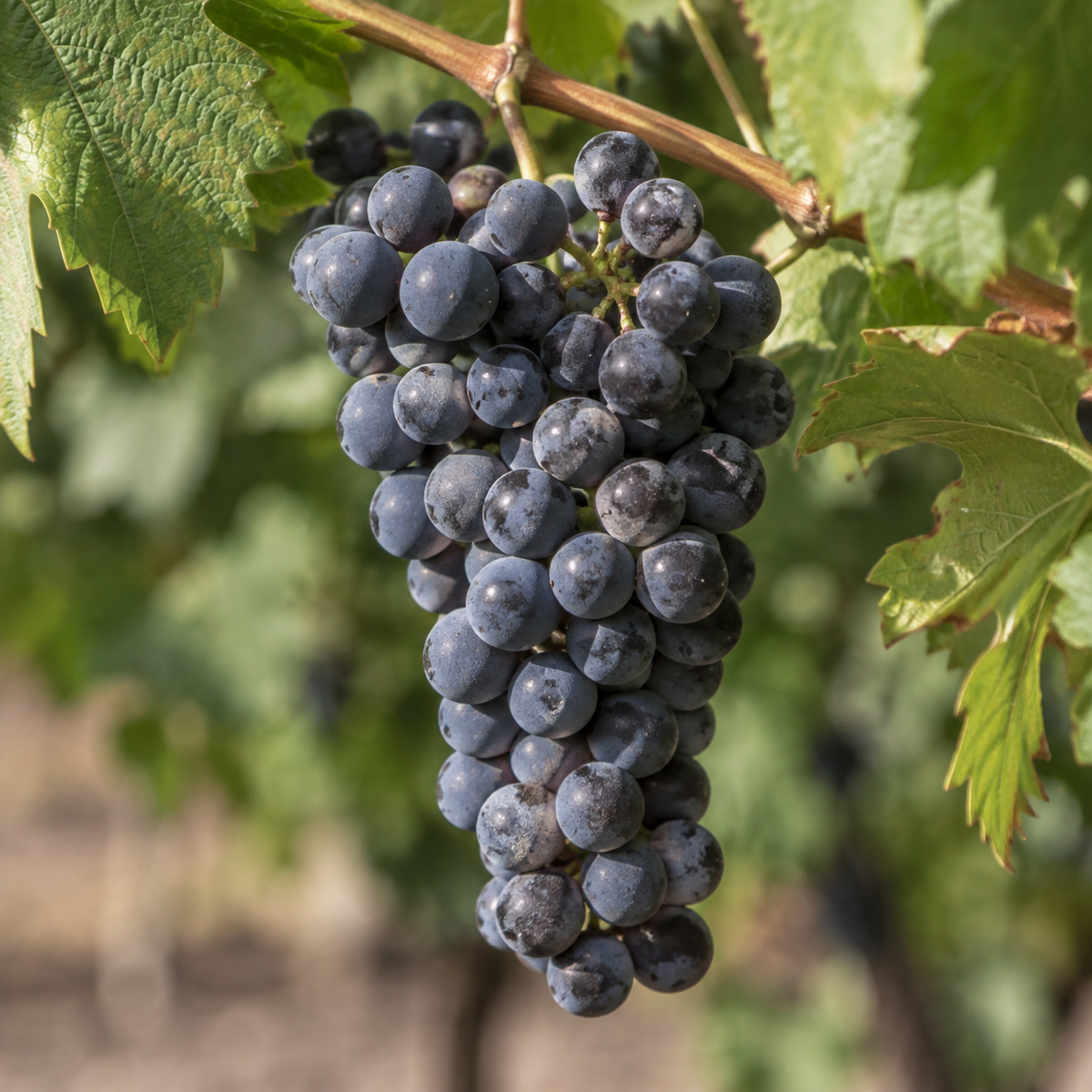 Rebsorte Merlot