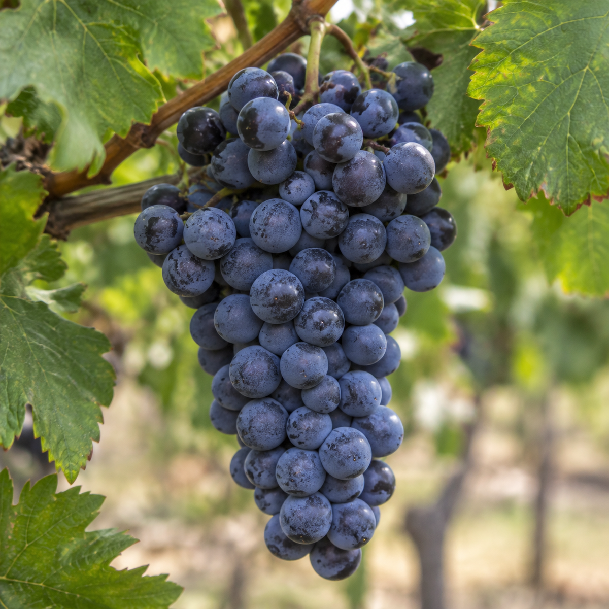 Rebsorte Merlot