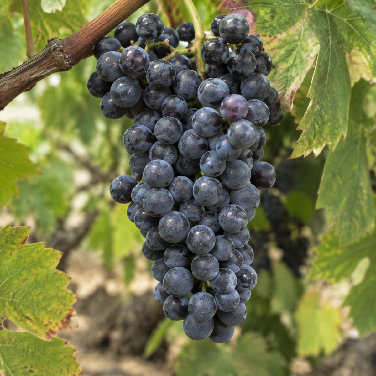 Rebsorte Mourvèdre
