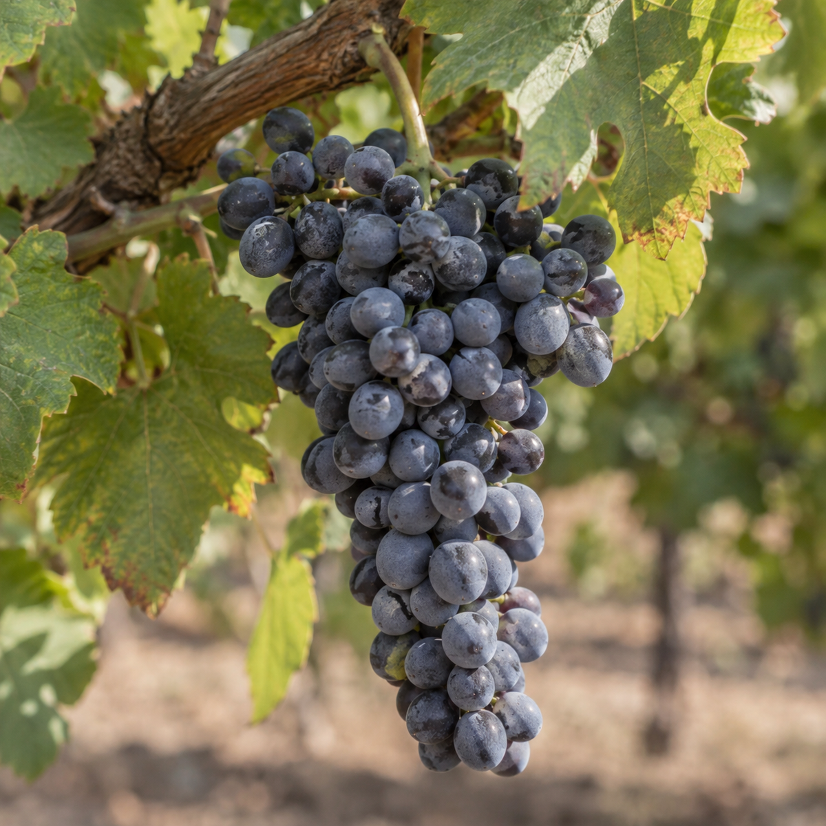 Rebsorte Mourvedre