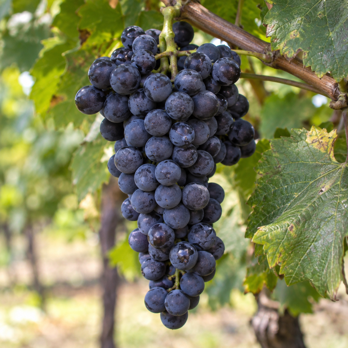 Rebsorte Petit Verdot