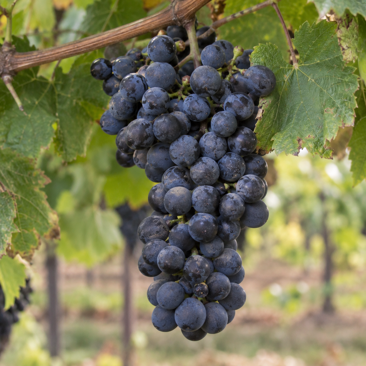 Rebsorte Petit Verdot