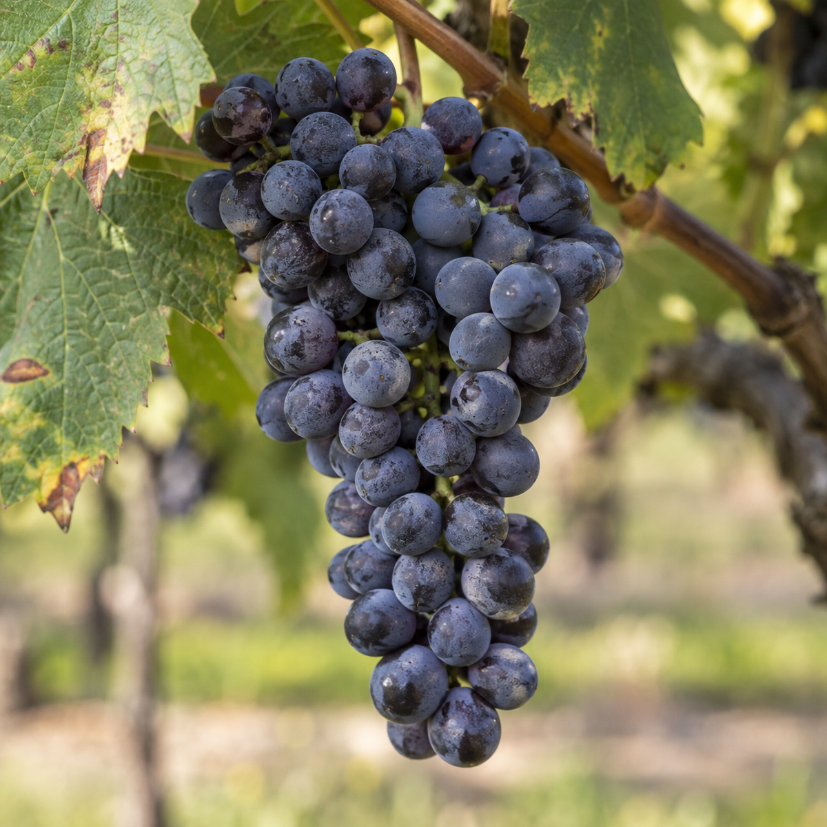 Rebsorte Petit Verdot